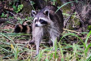 繁殖力の強いアライグマは放置することが危険な理由について