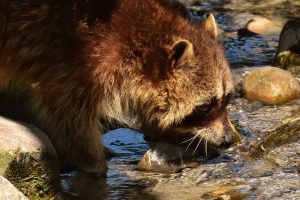 不意に出会って襲われるおそれがある？アライグマ駆除の注意点