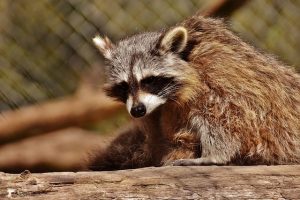 問題を起こすアライグマを捕獲するにはどんな準備や法律がある？