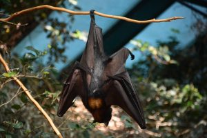 コウモは冬ごもりする！地球温暖化と人間の生活への影響