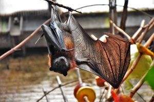 コウモリの媒介する病原菌！駆除時のリスクと対策について